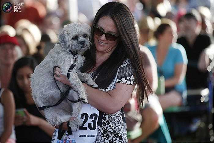 Đây là cuộc thi được tổ chức thường niên vào tuần thứ tư của tháng Sáu tại Petaluma California, bắt đầu từ năm 2000.