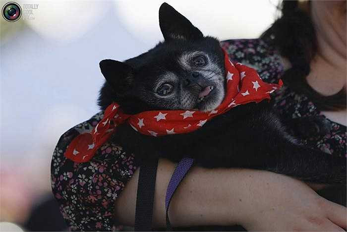 Không giống như những cuộc thi gia súc thông thường, ở đây những con vật lai cũng được phép tham gia.