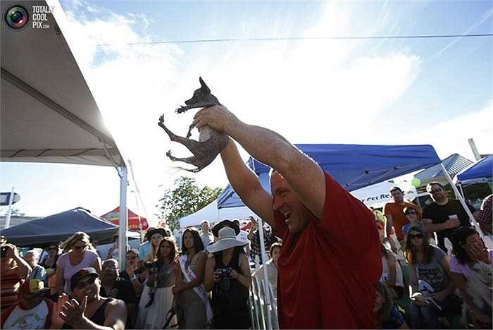 Trong ảnh là chủ nhân của chú chó SweePee Rambo – kẻ chiến thắng tại hạng mục chó nòi thuần chủng – đang reo mừng trước đám đông khán giả.