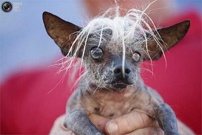 SweePee Rambo là chú chó hai tuổi thuộc giống Chó mào Chihuahua Trung Quốc, rất ấn tượng với mái tóc bạc, tải vểnh và cặp mắt to mờ đục của mình.