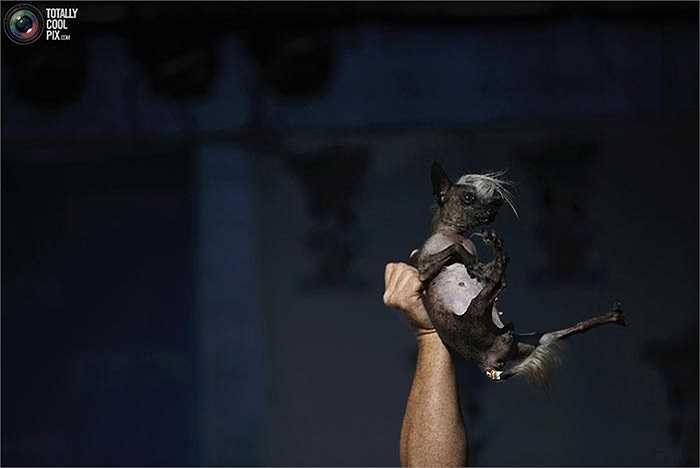 SweePee Rambo đã chiến thắng dễ dàng dù không có nhiều 'phụ kiện' nhờ diện mạo và 'body' rất ấn tượng của mình.