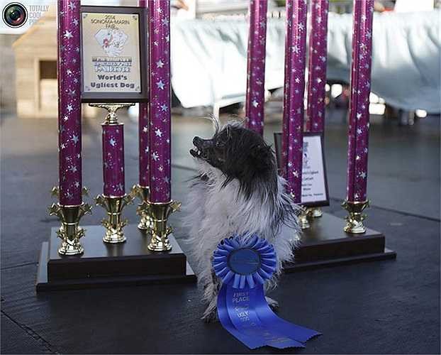 Vương miện năm nay được trao cho Đậu Phộng, và chú ta dường như đang 'mỉm một nụ cười chiến thắng' trước chiến tích của bản thân.