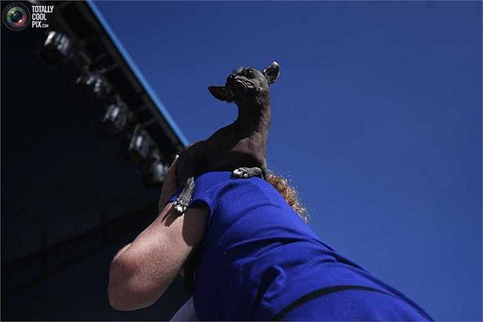 Yoda, giống Xoloitzcuitle, đang được chủ nhân 'rước' lên sân khấu để dự thi.