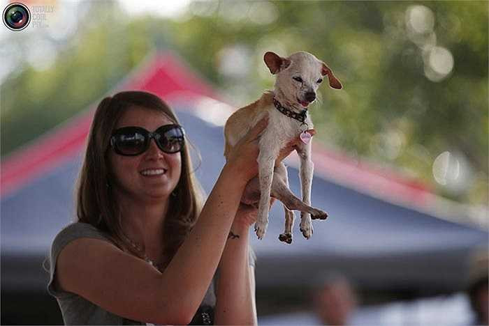 Còn đây là Addie một anh chàng giống Chihuahua đến tham dự cuộc thi cùng với cô chủ trẻ trung xinh đẹp của mình.