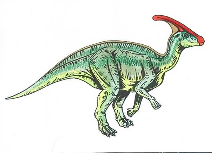 Với cấu trúc xương ống dài nối với khoang mũi, chiếc mào của chúng hoạt động như một cây sáo, vang lên những âm thanh kỳ diệu khi không khí lọt vào. Theo nghiên cứu, đây là cách thức Nobu Tamura liên lạc và giao tiếp với nhau.