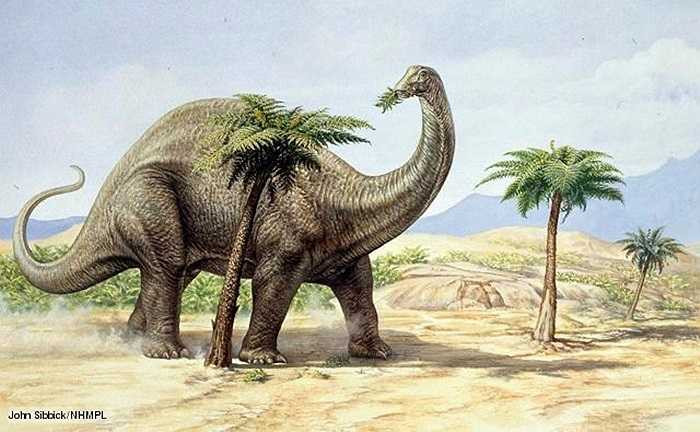Những loài thằn lằn lớn như Apatosaurus dành cả đời để ăn và ăn mọi thứ mà chúng có thể kiếm được. Chính vì vậy, hệ thống tiêu hóa của chúng phải hoạt động hết công suất và tất nhiên sẽ tạo ra lượng khí thải hôi thối khổng lồ.