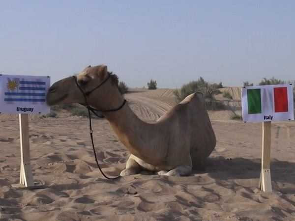 Lạc đà tiên tri Uruguay chiến thắng