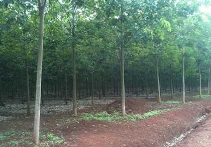 323 ha cao su này bị bán đấu giá sai làm nhiều cán bộ mất chức. Ảnh: NĐ 