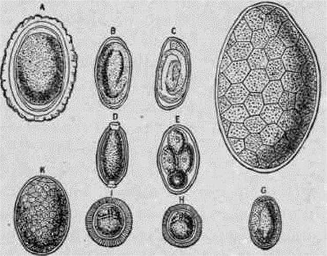 Trứng giun lươn hình bầu dục, có kích thước 50 - 58 x 30 – 34 m. Ấu trùng phát triển rất nhanh thành ấu trùng có thực quản hình ụ trong trứng và thoát vỏ ngay trong ruột, theo phân ra ngoài nên rất ít khi thấy trứng giun lươn trong phân trừ trường hợp bệnh nhân bị ỉa chảy nhiều.