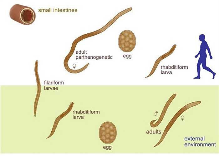 Giun lươn tồn tại trong cơ thể con người hoặc ngoài môi trường tự do với 3 dạng: giun trưởng thành, trứng và ấu trùng. 