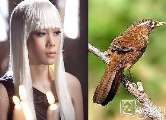 Biệt danh Họa mi tóc nâu của Mỹ Tâm xuất phát từ tên một bài hát hit của cô.