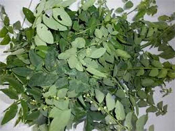 Mùa rau ngót bắt đầu từ tháng 7 và kéo dài đến tháng 3 năm sau. Nên tránh những bó rau ngót có lá quá non, to, mỏng, mà chọn những bó có lá dày vừa phải, sẫm màu.