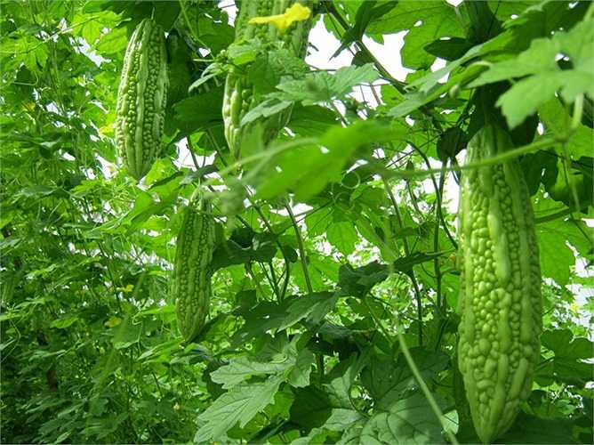 Những quả mướp đắng to, màu xanh đậm, mướt mát, thân phình to, da láng bóng là những quả hái từ cây bón nhiều đạm, chất kích thích sinh trưởng nên chất lượng sẽ kém và thường bị nhiễm độc khi ăn. 