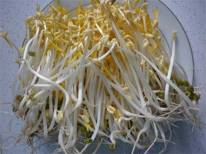 Giá đỗ thân dài, nhiều rễ thường là giá không dùng thuốc kích thích sinh trưởng