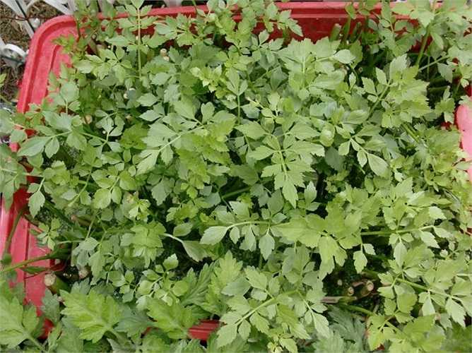 Những cây rau cần phình to, thân và ngó có màu trắng nõn bất thường vì loại cần này đã được bón quá nhiều phân (phân chuồng, phân hóa học, phân bón qua lá) và phun nhiều thuốc trừ sâu bệnh.
