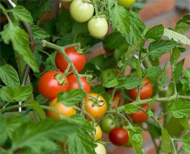 Những quả cà chua sạch thường không có màu đồng đều mà thường chỗ vàng chỗ đỏ do được để chín tự nhiên, những chỗ ít ánh mặt trời hơn sẽ chín chậm. 