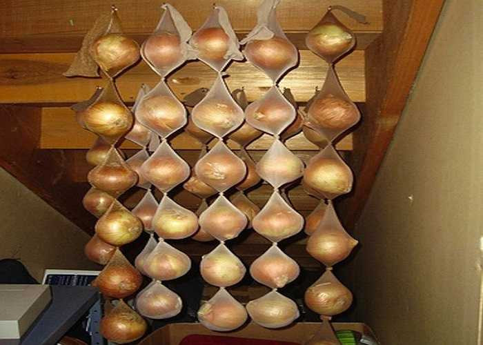 7. Hành tây: Giữ hành tây trong tất giấy mỏng ở nơi khô ráo, thoáng mát có thể bảo quản đươc tới 8 tháng. 