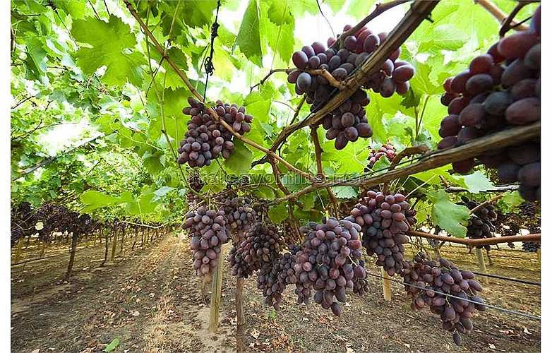 Bảo quản: chuẩn bị một hộp bìa cứng, lót 2 đến 3 lớp giấy rồi đặt nho nằm ngang, không xếp chồng lên nhau và đem hộp nho cất vào chỗ râm mát bảo quản ở 0 độ c, cách này có thể bảo quản nho 1 đến 2 tháng. Lưu ý, không đem nho đi rửa qua nước trước khi cho vào tủ để bảo quản nhé.