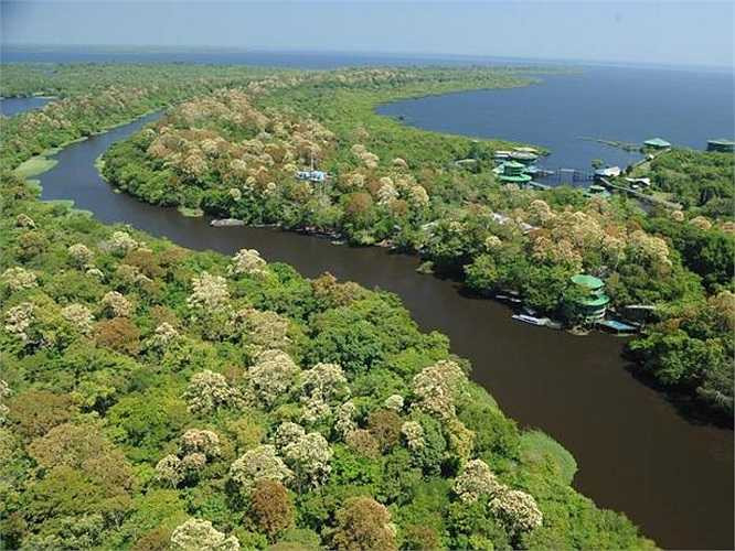 6. Ariau Amazon Towers Hotel ở Manaus, Brazil: Sâu trong cánh rừng nhiệt đới Brazil, giữa sóng nước mênh mông của quần đảo Rio Negro và Anavihanas, khách sạn Ariau Amazon Towers là sự kết hợp giữa nghỉ dưỡng xa xỉ và thiên nhiên hoang dã. 