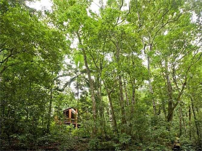 9. The Canopy Rainforest Treehouses ở Cairns: 6 nhà cây cỡ lớn thuộc khách sạn này là sự hòa hợp tuyệt đối vào thiên nhiên rừng nhiệt đới. 