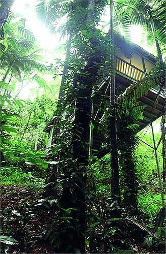 Một phòng khách sạn được dựng trên cây cao, bên dưới là vạt rừng xanh rậm rạp và từ ban công, khách có thể thưởng thức giai điệu ngọt ngào của những chú chim rừng. 