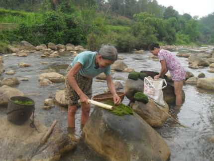 Bí ẩn loài kỳ thảo trường thọ ở 'thung lũng tiên'