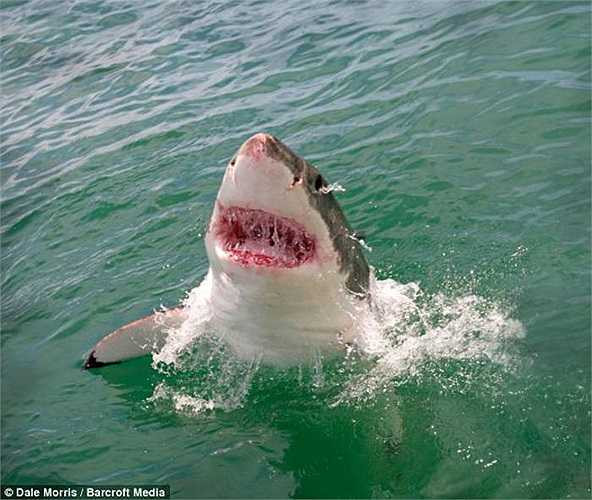 Màu đỏ hồng gợi nhiều liên tưởng khủng khiếp của con cá mập cái lúc lao lên khỏi mặt nước và nhìn chằm chằm vào chiếc lồng lạ lẫm với nhóm du khách mê mạo hiểm. 