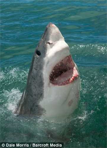 Sau đó, chỉ khoảng vài giây, con cá mập trắng biến mất khỏi tầm nhìn của nhóm du khách rồi đột ngột trồi lên khỏi mặt nước, ngay bên cạnh chiếc lồng, nhưng ở hướng hoàn toàn khác. 