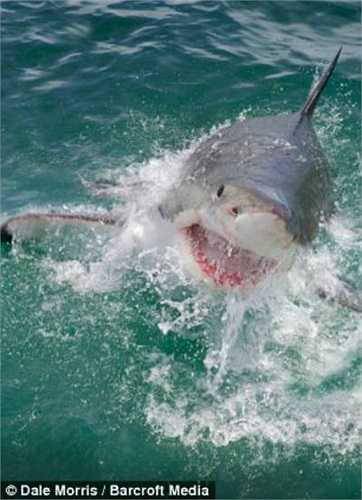 Bản thân Morris từng chứng kiến cảnh hàm răng khủng khiếp của một con cá mập trắng đã cắn ngập thanh sắt chiếc lồng bảo vệ du khách lặn biển. Nhưng không hề có tai nạn nào xảy ra. 