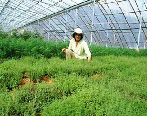 đại gia, bất động sản, rau thơm, nông nghiệp