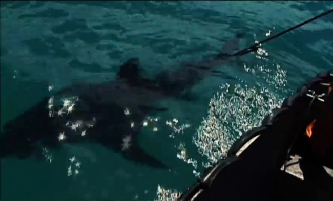 Hình ảnh chú cá mập trước khi bị ăn thịt. (Nguồn: Smithsonian Channel)