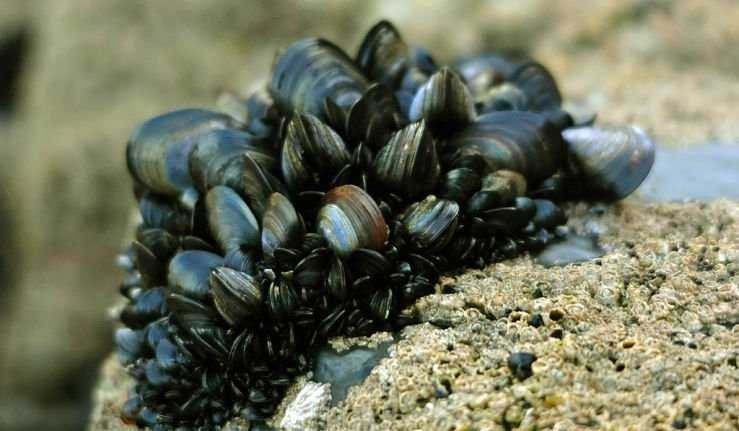 Nhà vô địch chén 2kg trai nước mặn trong 12 phút