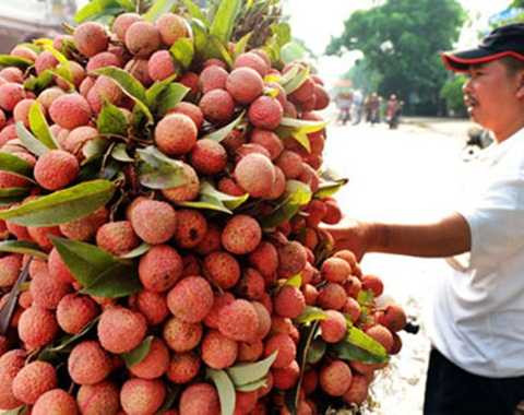 vải thiều, nhập khẩu, xuất khẩu, Trung Quốc