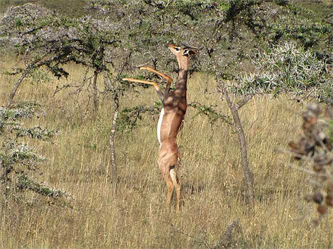 Linh dương Gerenuk có chiếc cổ thon dài cùng đôi chân khẳng khiu. Thay vì gặm cỏ giống như hầu hết các loài linh dương, chúng đứng thẳng trên hai chân sau để ăn lá và cành của loài cây keo sống rải rác trên các thảo nguyên. Đôi chân mỏng manh cũng khiến chúng bị gãy xương chân trong khi đang chạy trên thảo nguyên hay trong lúc đang với lá cây trên cành cao.