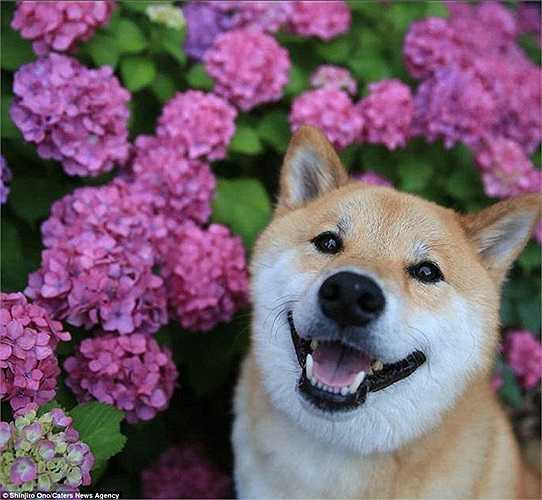 Khuôn mặt hạnh phúc của Maru