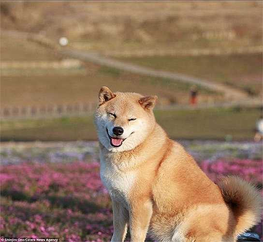 Luôn tươi cười híp mắt, gần như ai cũng cảm thấy thư giãn khi xem các hình ảnh của Maru