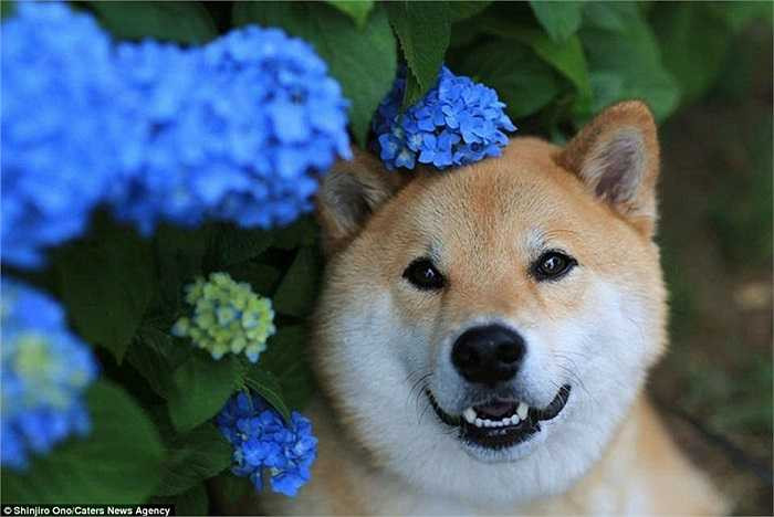 Maru thường xuyên xuất hiện cùng các loài hoa trong những bức ảnh của mình