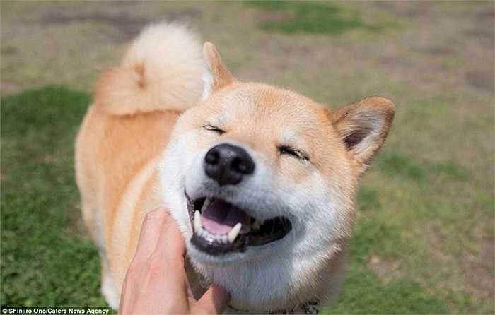 Khuôn mặt vui sướng của chú chó Nhật Bản