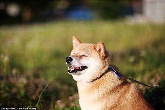 Khuôn mặt vui sướng của chú chó Nhật Bản