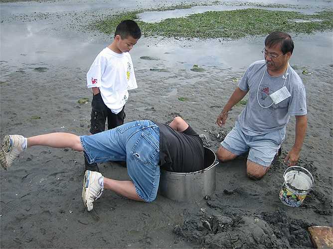  Vì lượng tu hài khổng lồ ngoài tự nhiên sụt giảm nghiêm trọng, nên người dân Bắc Mỹ đã nuôi cấy chúng từ nhiều năm nay. Nói là nuôi, nhưng chúng sinh trưởng gần như tự nhiên hoàn toàn ngoài biển. 