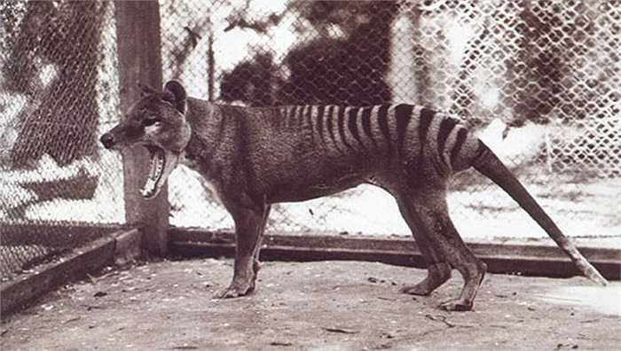 Hổ Tasmania, hay còn gọi là chó sói Tasmania, chó sói túi là một loài vật có hình thù khá đặc biệt, bởi chúng vừa giống hổ vừa giống chó sói.