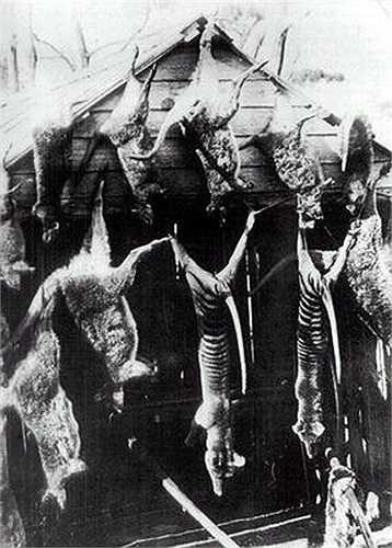 Theo một số nhà nghiên cứu, có thể vẫn còn quần thể hổ Tasmania với số lượng nhỏ ở những vùng đất hoang sơ thuộc Tasmania chưa có dấu chân con người.