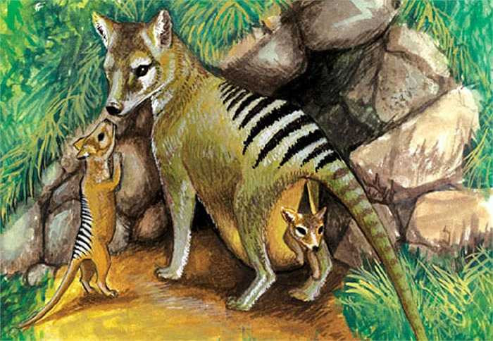 Tuy nhiên, nhiều nhà khoa học lại không lạc quan như vậy. Mặc dù chúng bị săn bắn ráo riết hồi đầu thế kỷ 20, nhưng chúng lại bị tuyệt chủng bởi nhiều nguyên do khác.