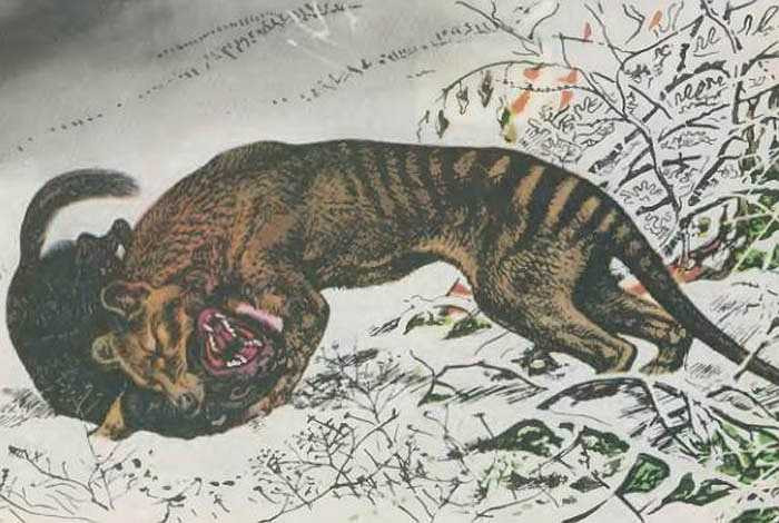 Tuy có cơ thể chỉ là chó sói, nhưng chỉ một cú đớp của nó, cũng làm đứt họng bò mộng, khiến con bò chết ngay tức khắc.