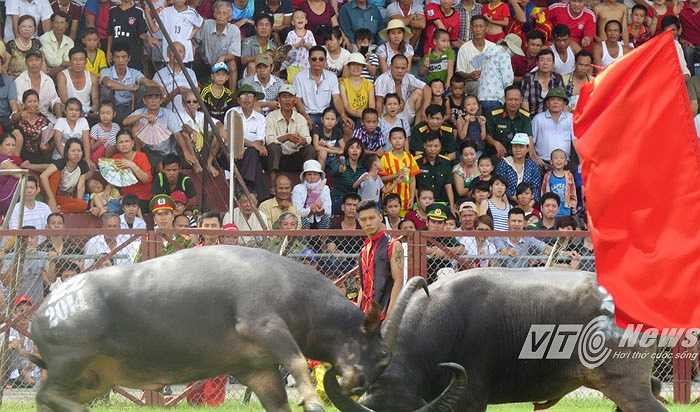 Trận thứ 8, trâu số 20 đuổi đánh trâu số 22, húc tung hàng rào bảo vệ, ngã lăn ra hành lang và bỏ chạy ra cổng