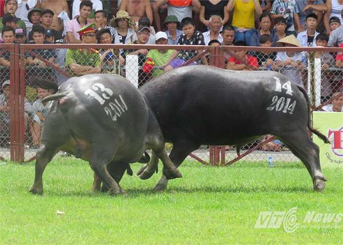 Trận số 10, trâu số 13 dùng đòn hổ lao đánh trâu số 14 khiến trâu số 13 phải phi qua hàng rào bảo vệ chạy thoát thân ra cửa Bắc