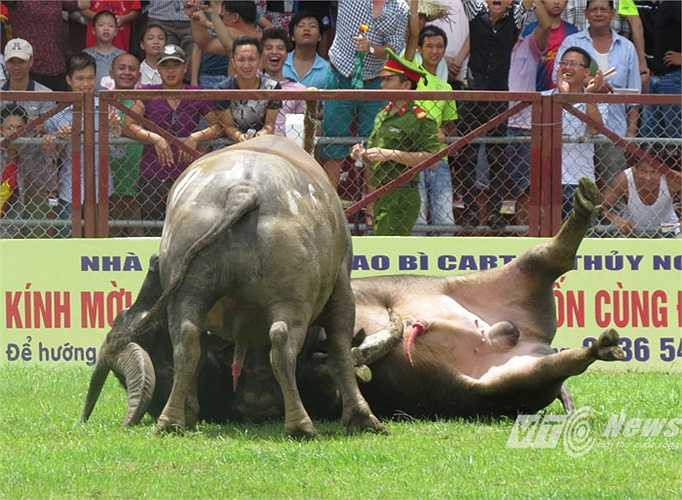 Đặc biệt, trong kháp đấu thứ 13, cả hai trâu số và số 1 cùng dùng đòn hổ lao với đối phương, tuy nhiên, trâu số 1 đã lăn đùng ra chết tại trận ở 16 giây đầu tiên.
