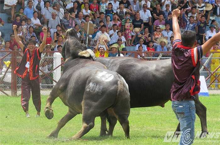 Trong kháp đấu thứ 14, trâu số 19 dùng đòn hổ lao như trời giáng vào trâu số 21, chỉ sau vài chục giây trâu số 21 phải phi qua 2 hàng rào bảo vệ để thoát thân ra cửa Nam sân vận động Đồ Sơn.