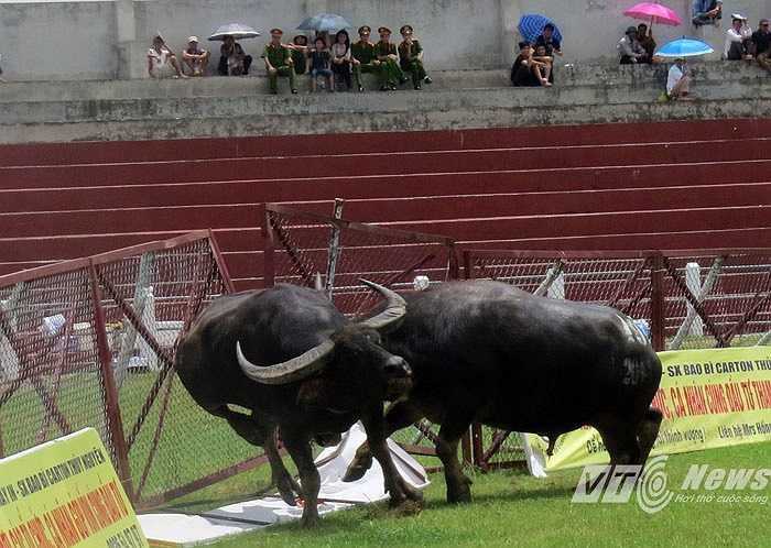 'Ông trâu' đang hăng chiến, quyết đánh dồn dập