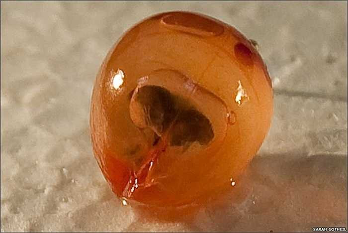 Sinh vật Gigantocypris thuộc chi ostracod có lẽ nổi tiếng nhất. So với các thành viên trong chi ostracods, nó là gã khổng lồ. Sinh vật có màu đỏ da cam khi phản chiếu ánh sáng, sống ở độ sâu 900-1,300m nơi không có ánh sáng mặt trời tự nhiên. Điều đặc biệt là nó có một đôi mắt tỷ lệ rất lớn.